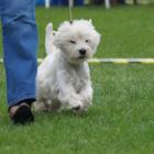 miss grandiflora canis terra walking.jpg